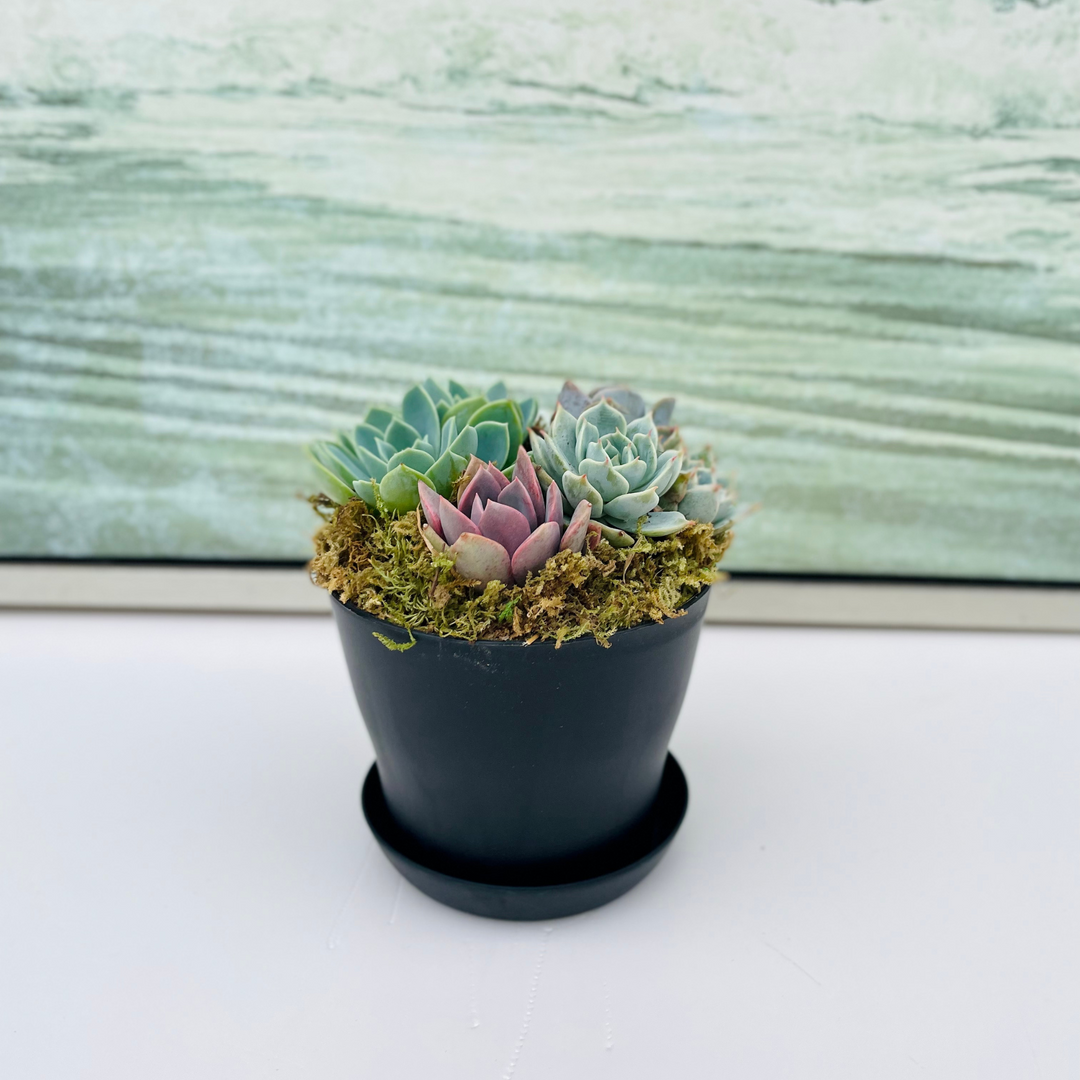 small succulent arrangement Low Tide Potted Succulent Arrangement