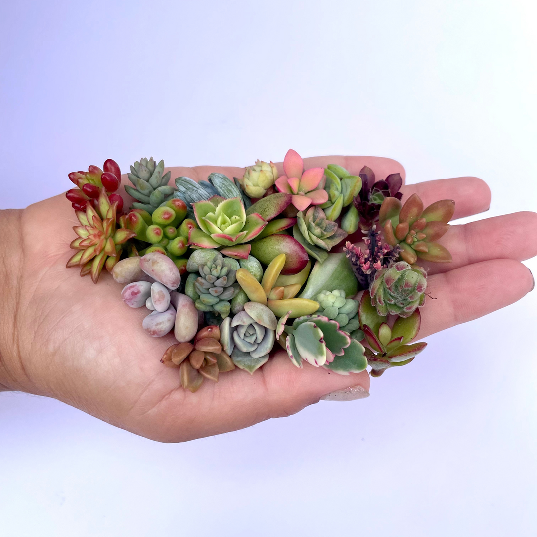 succulent clipping Mini Medley Succulent Clippings Set of 25