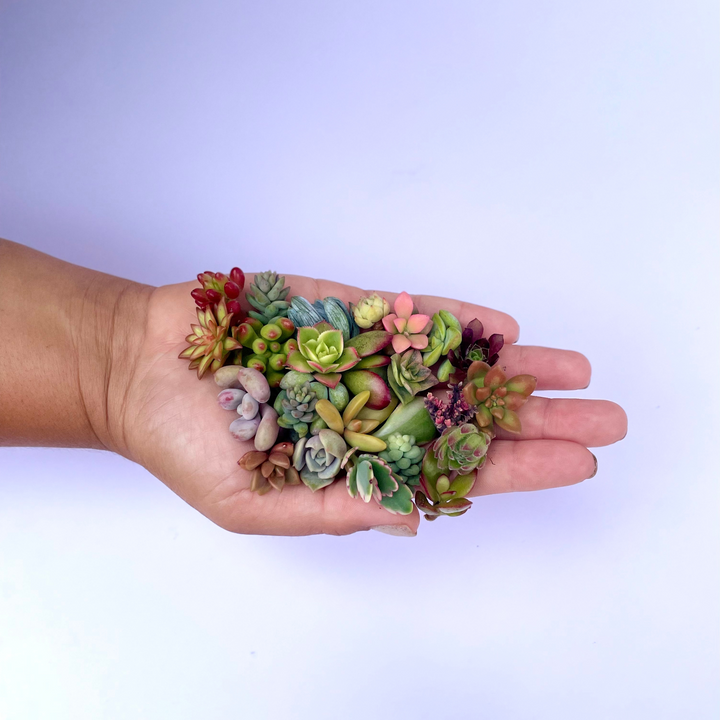 bernat mini succulents Mini Medley Succulent Clippings – Surfside Succulents