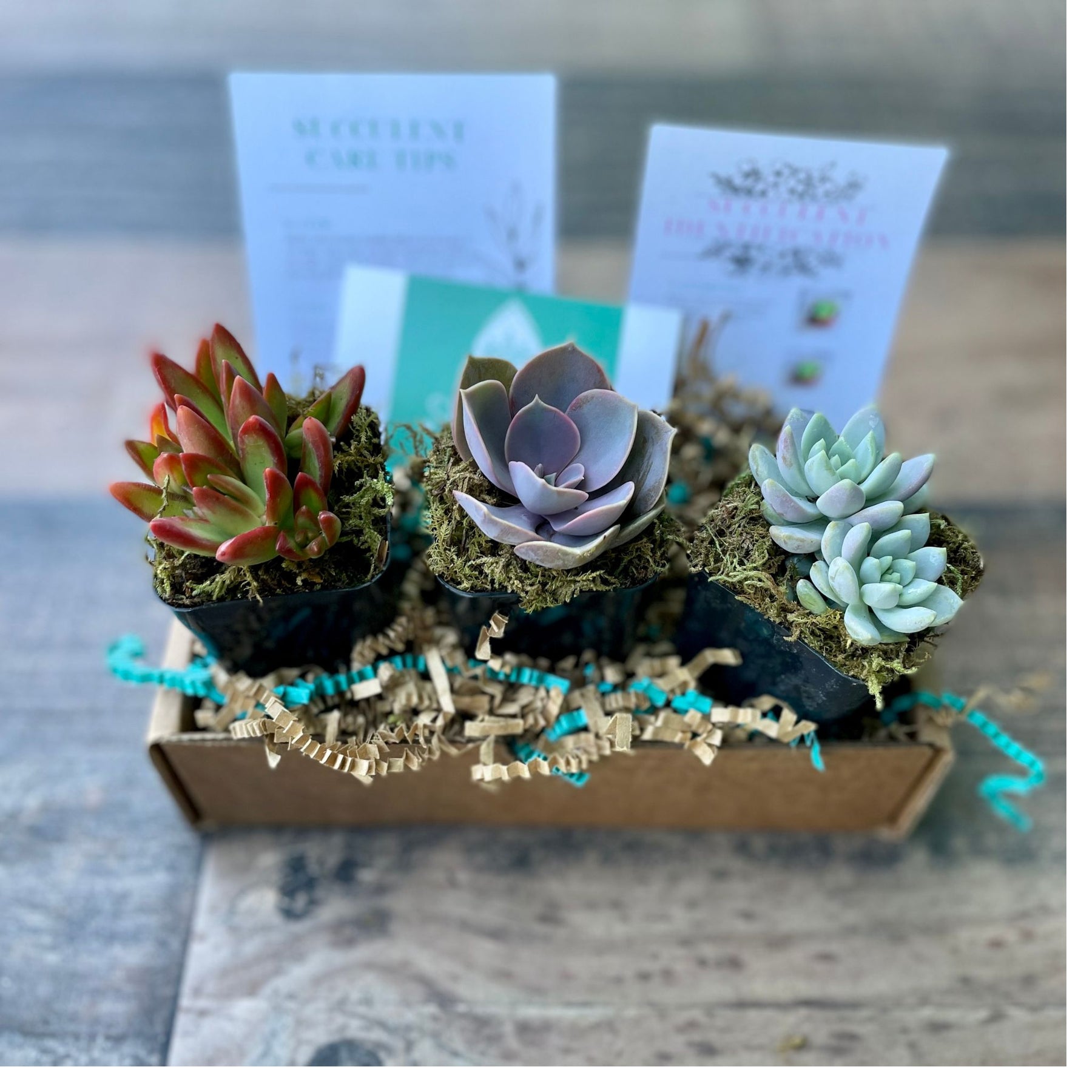 succulents monthly 3 Months of Succulents