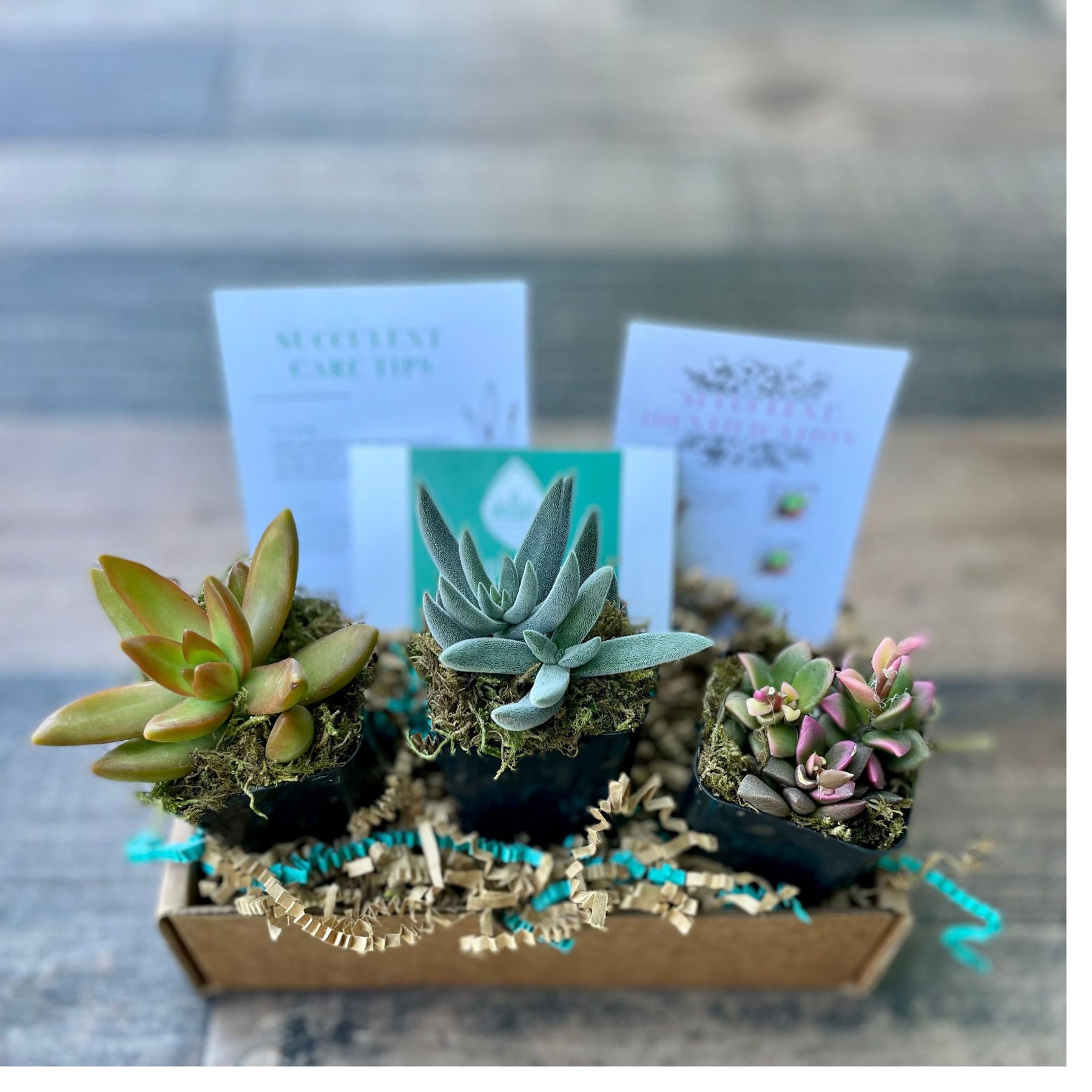 monthly succulents 3 Months of Succulents