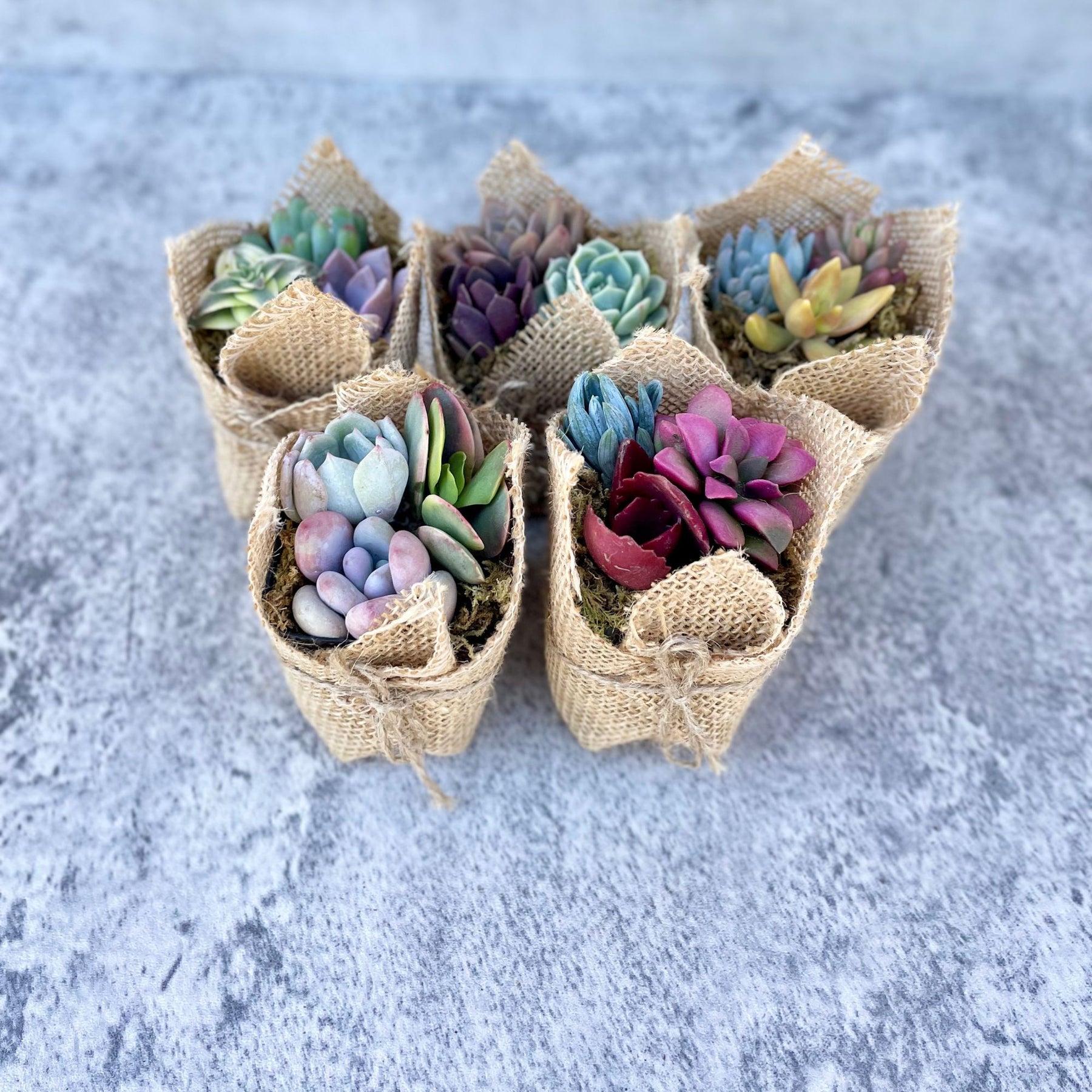 small succulent wedding favors Fairy Favors - Succulent Mini Garden Favors in Burlap