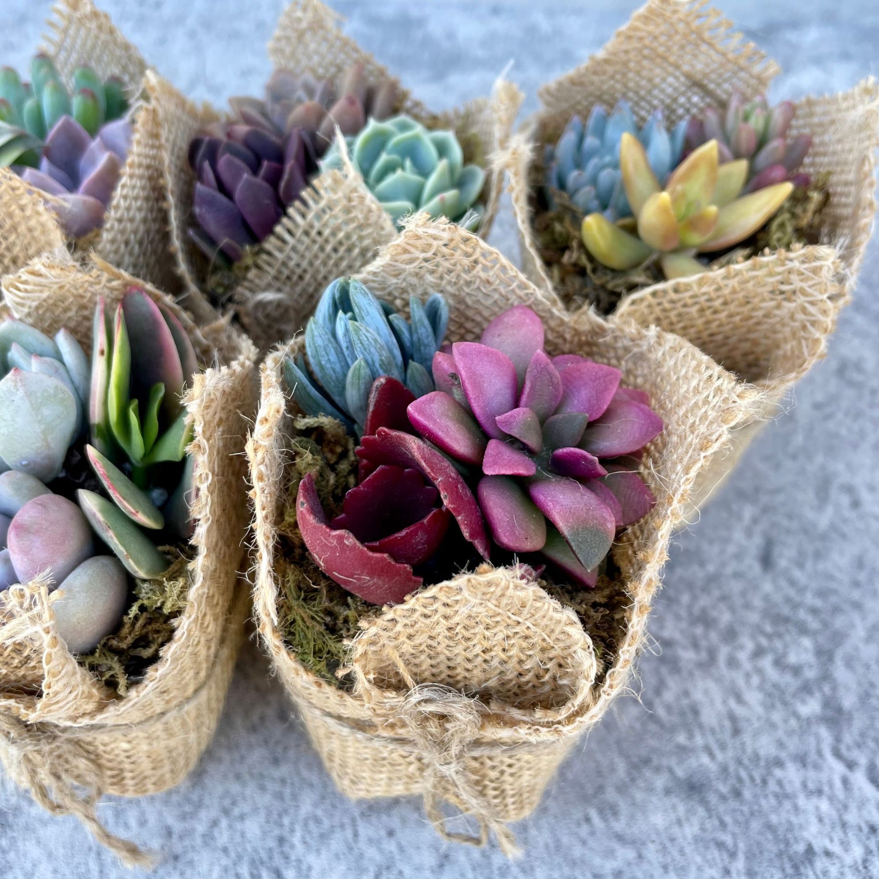 succulents wrapped in burlap Fairy Favors - Succulent Mini Garden Favors in Burlap