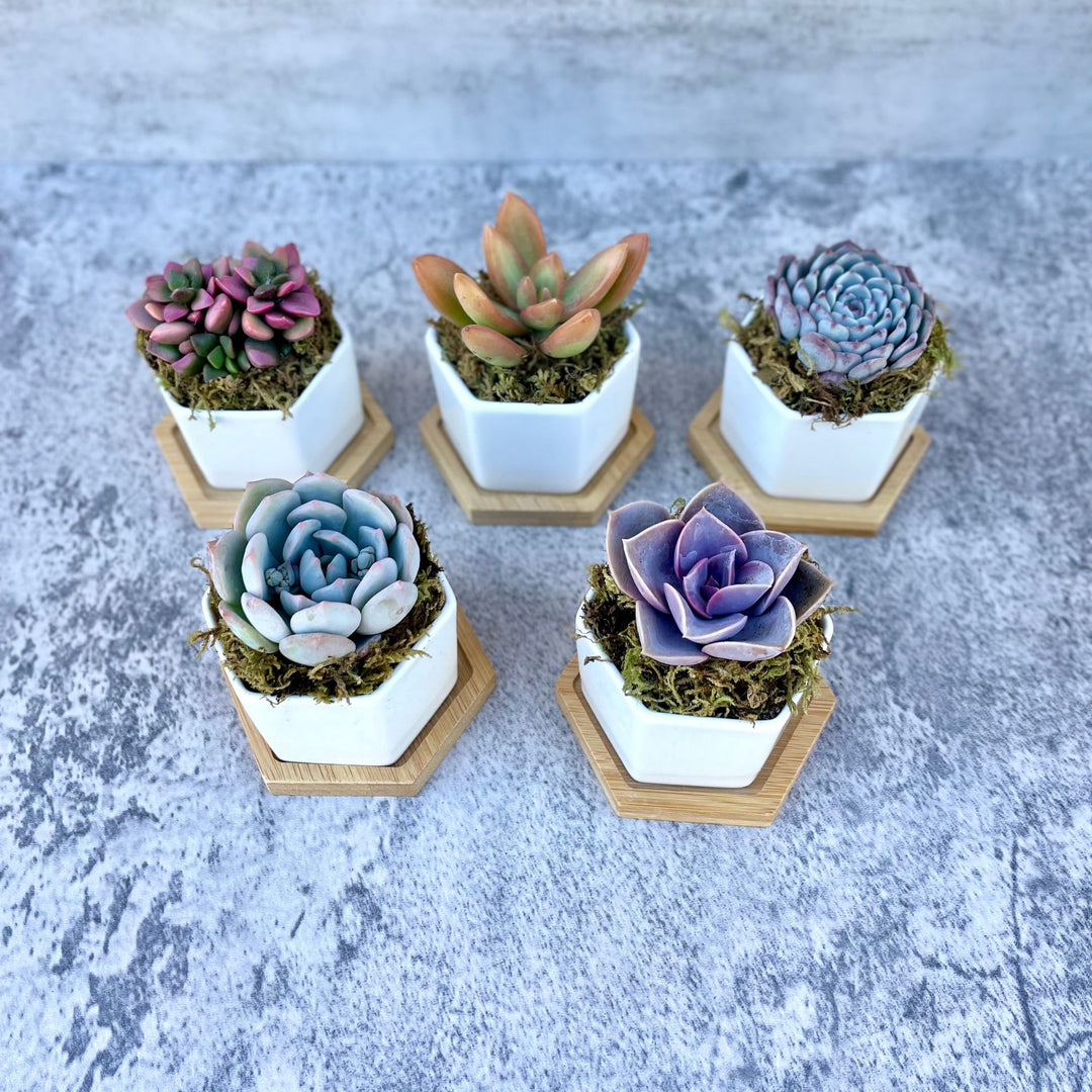 Goody Gumdrops - Succulent Gift in Mini Hexagon Pots