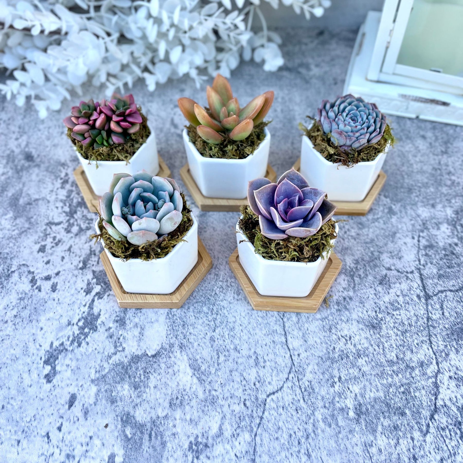 hexagon succulent planter Goody Gumdrops - Succulent Gift in Mini Hexagon Pots