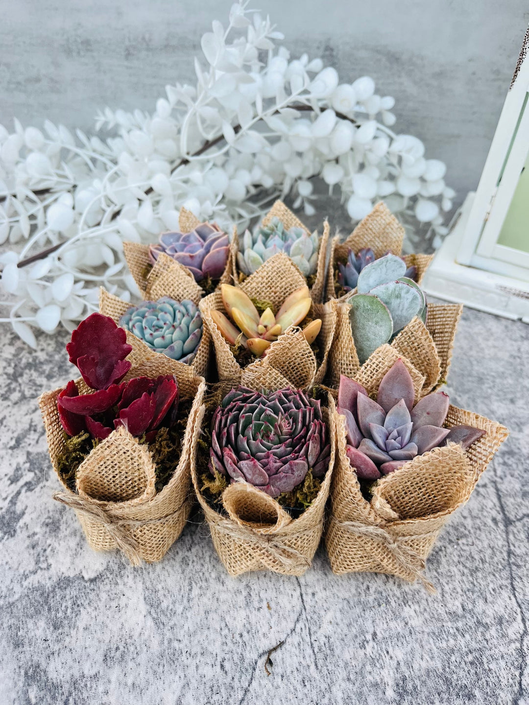 bridal shower favors succulents Succulent Favors in Burlap- Baby Shower Favors, Wedding and Party Favo – Surfside Succulents