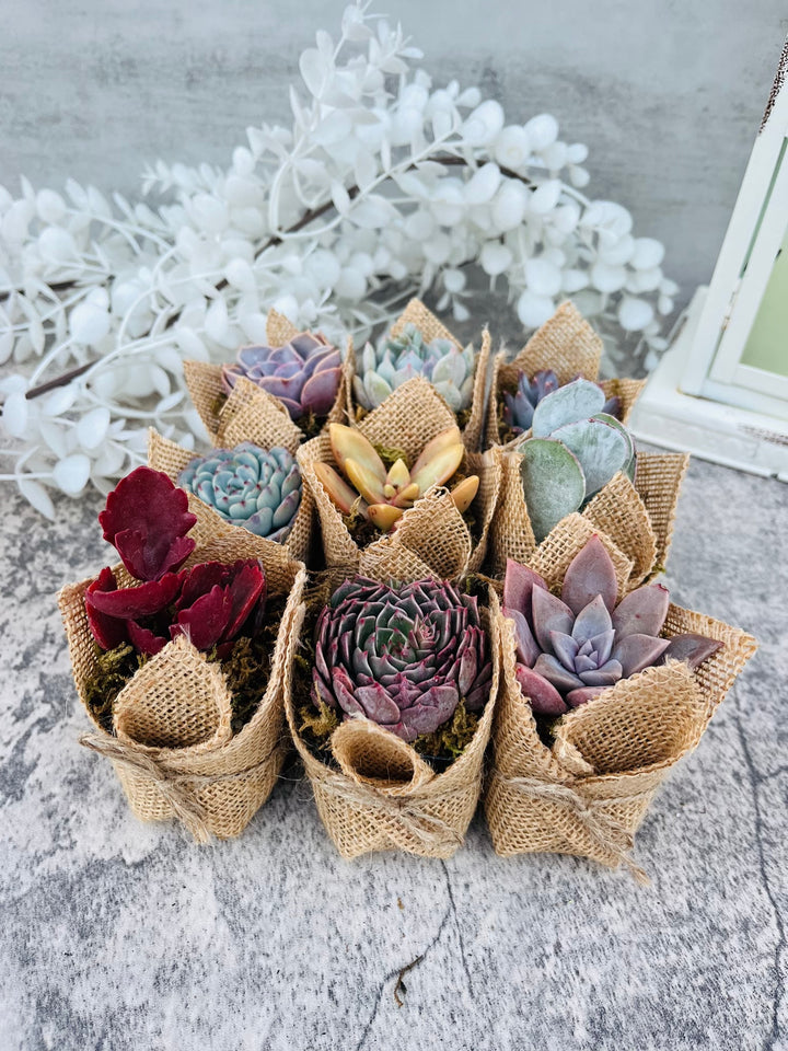 Succulent Favors in Burlap- Baby Shower Favors, Wedding and Party Favors Plus Watch Me Grow