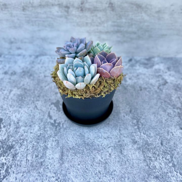 low water succulents Low Tide Potted Succulent Arrangement