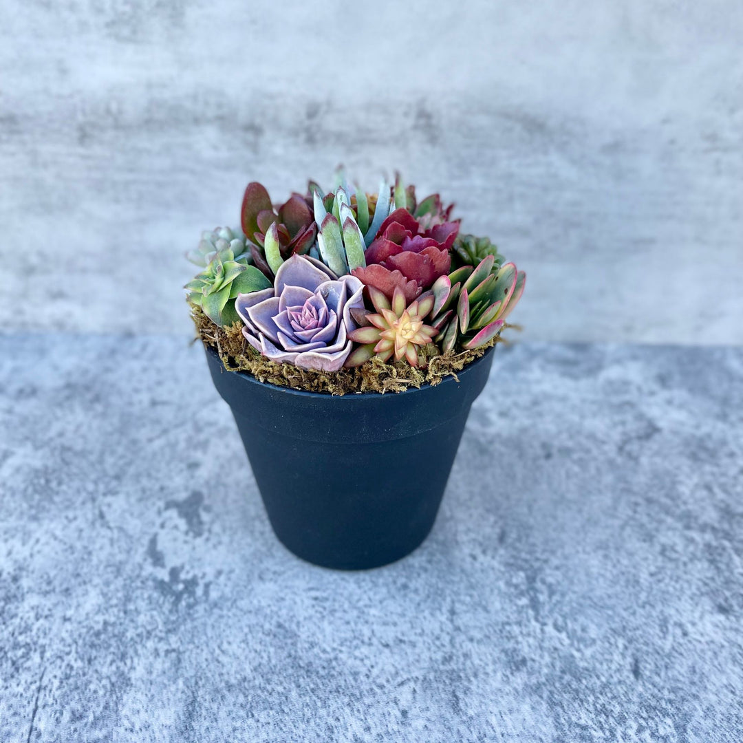 rainbow succulent garden Rainbow Road Potted Succulent Garden