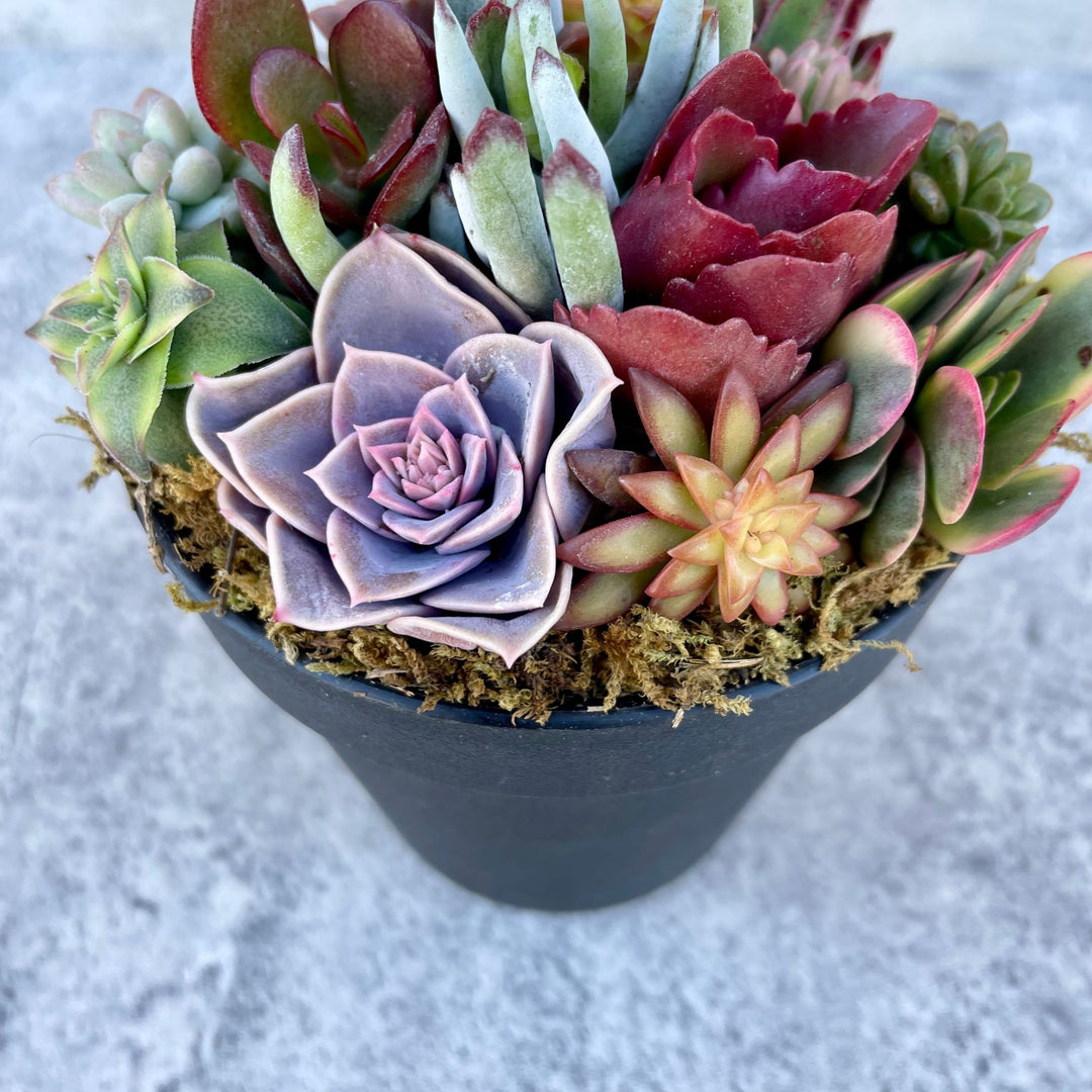 Rainbow Road Potted Succulent Garden - Ships Free!  Surfside Succulents