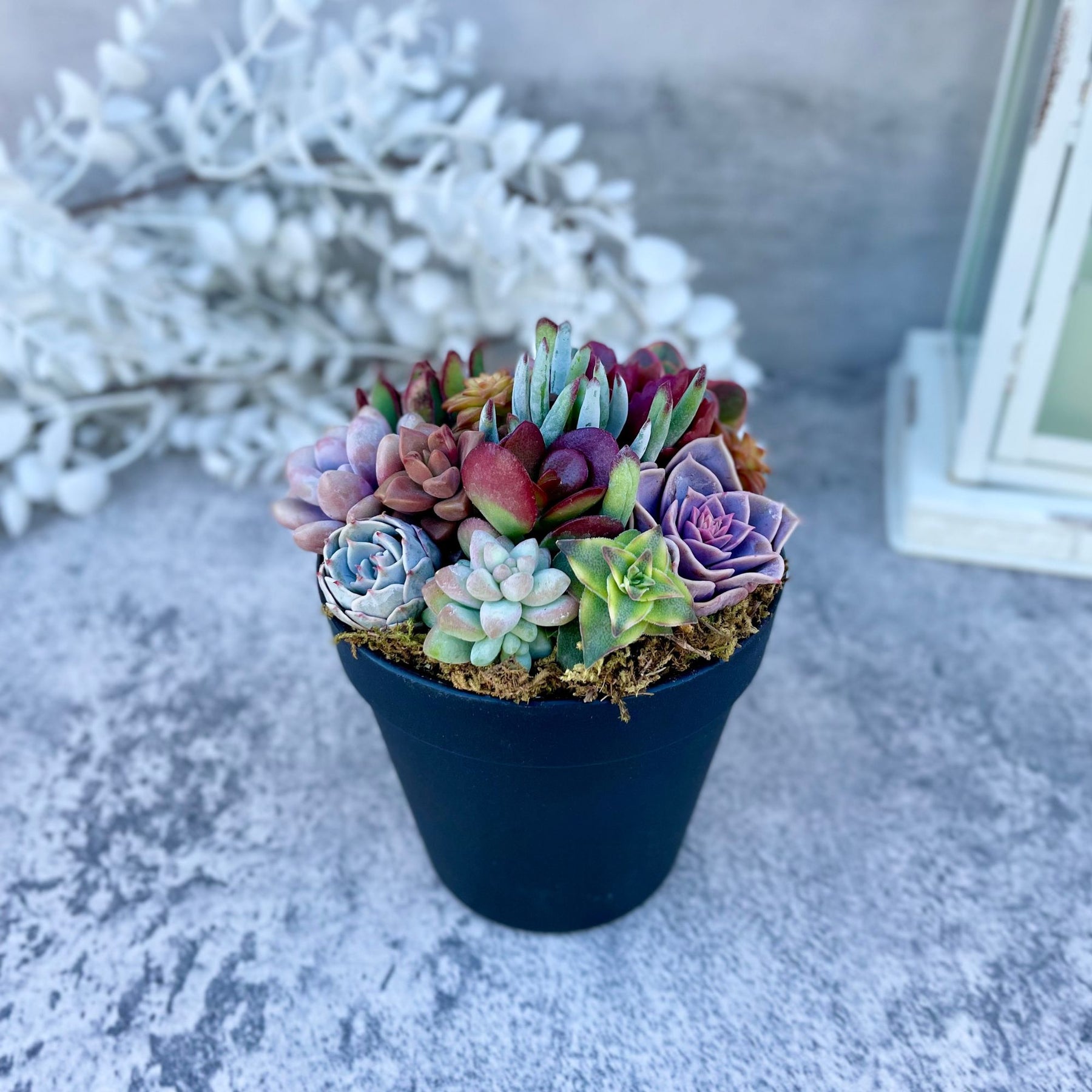potted succulent arrangement Rainbow Road Potted Succulent Garden