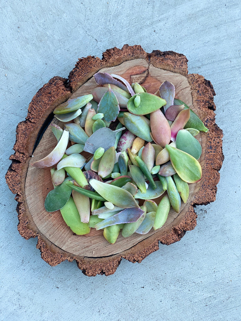 callus calloused succulent leaves 50 Succulent Leaves for Propagating Succulents – Surfside Succulents
