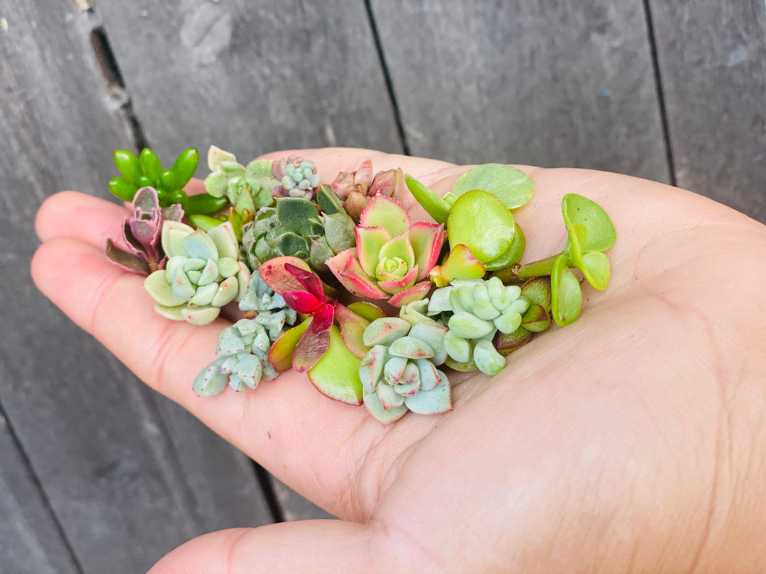 succulent clippings for sale Mini Medley Succulent Clippings Set of 25