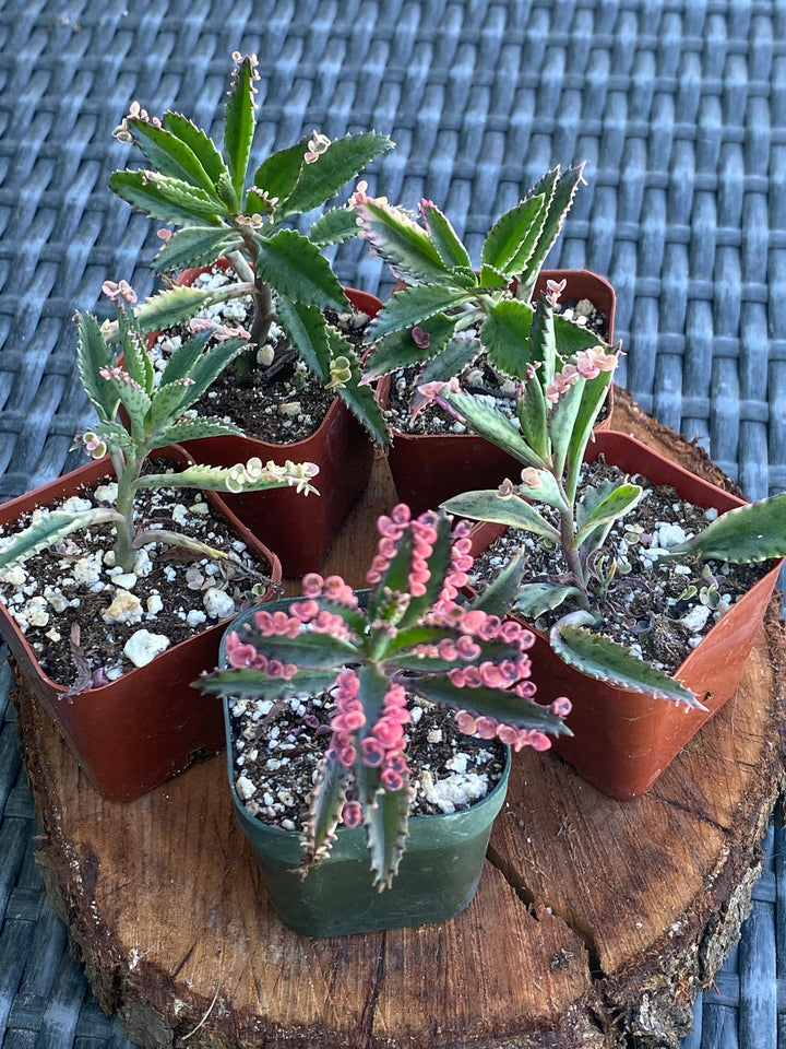 Pink Butterflies Kalanchoe