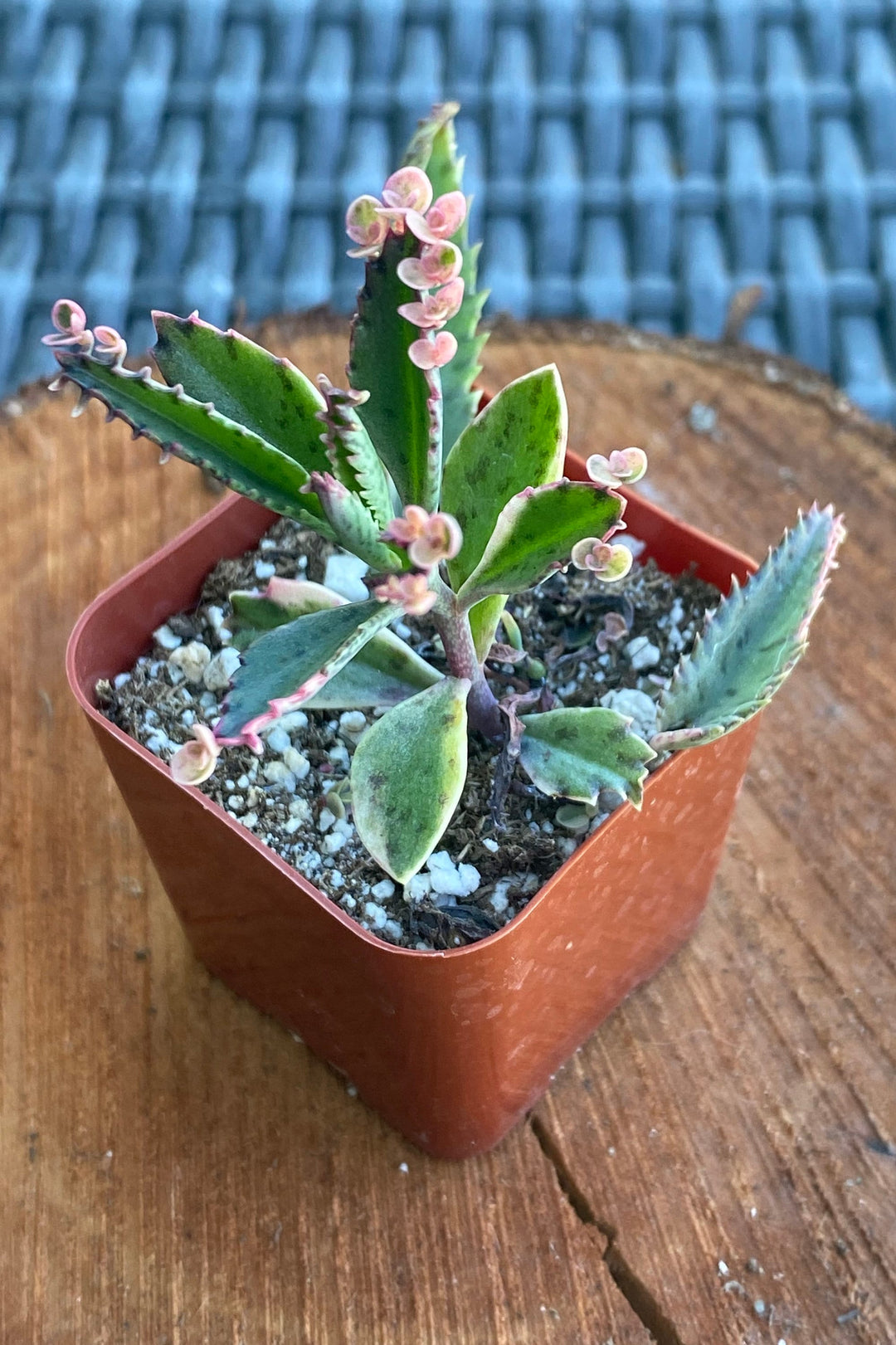 pink butterfly succulent propagation Pink Butterflies Kalanchoe