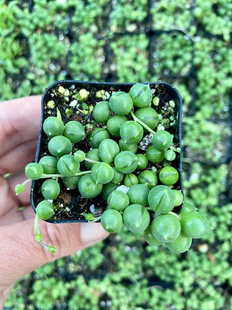 succulents string of pearls 2” String of Pearls Plant