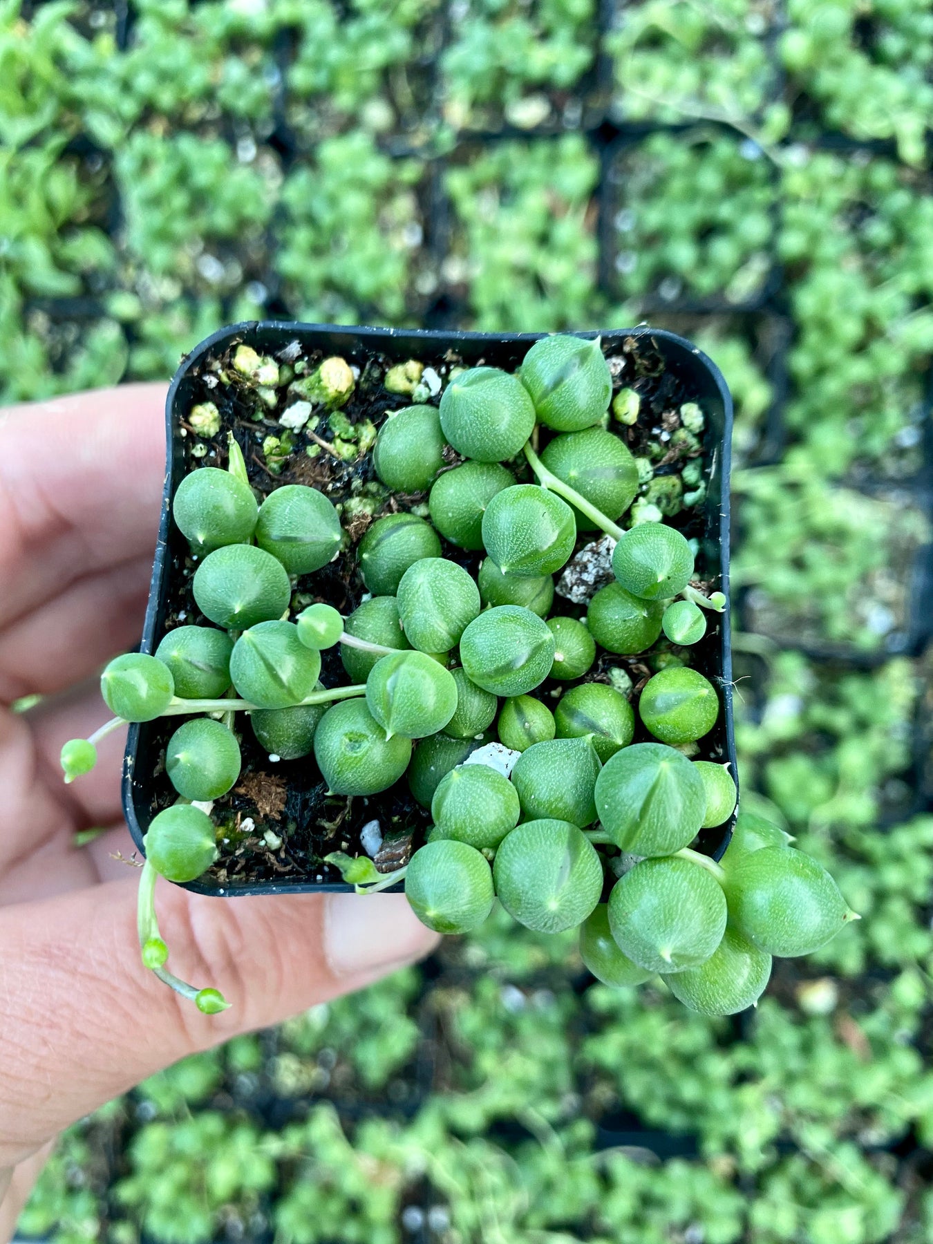 succulents that look like string of pearls 2” String of Pearls Plant