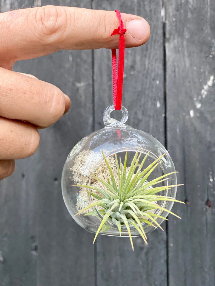 air plant necklace Air Plant Ornament