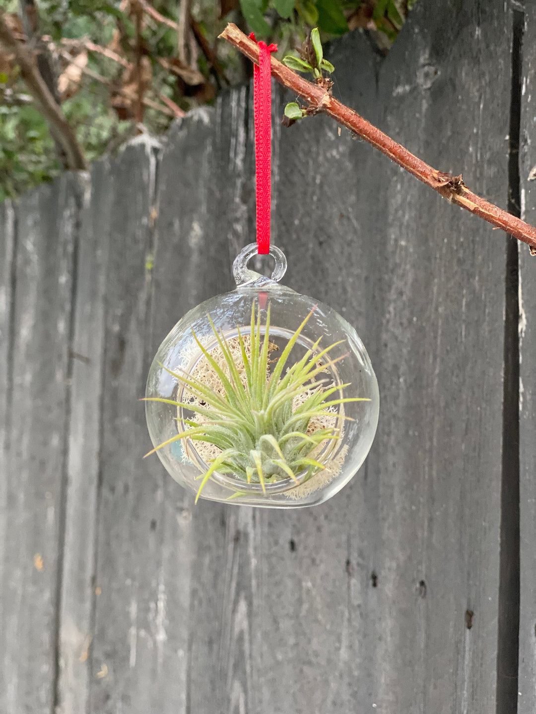 christmas air plant holder Air Plant Ornament
