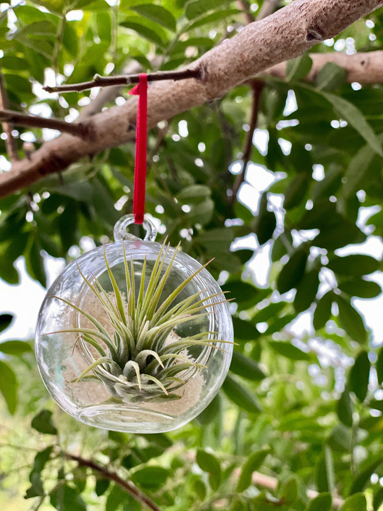 air plant christmas tree Air Plant Ornament