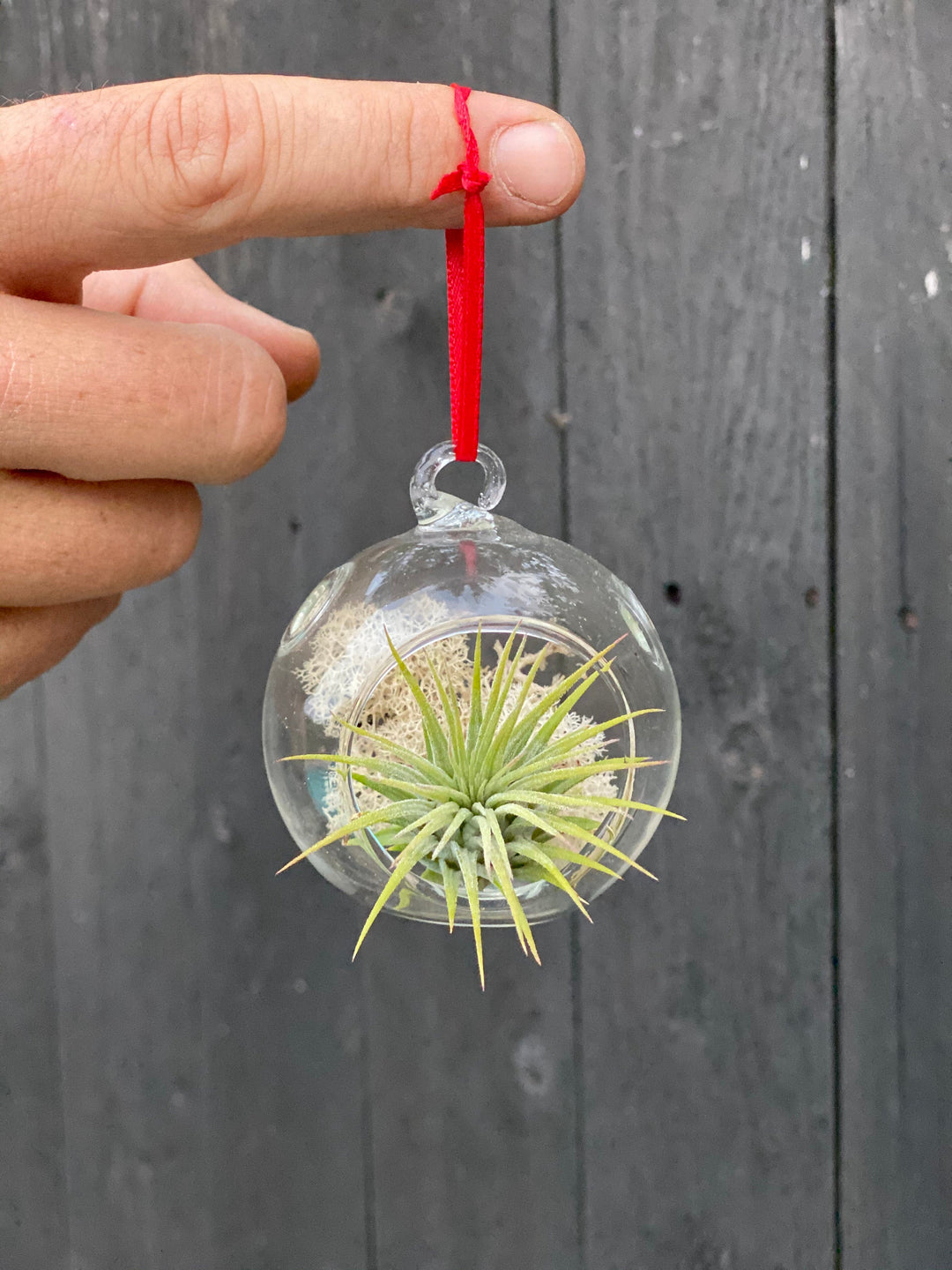 hanging plant ornament Air Plant Ornament