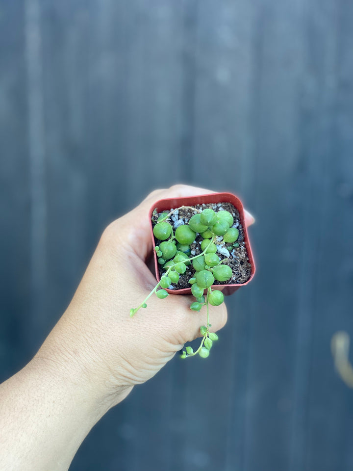 blue string of pearls succulent 2” String of Pearls Plant