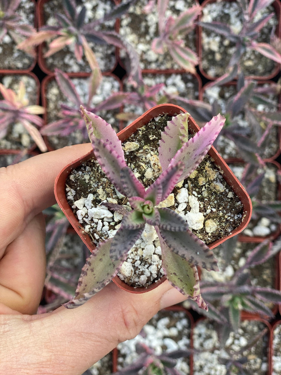 Pink Butterflies Kalanchoe