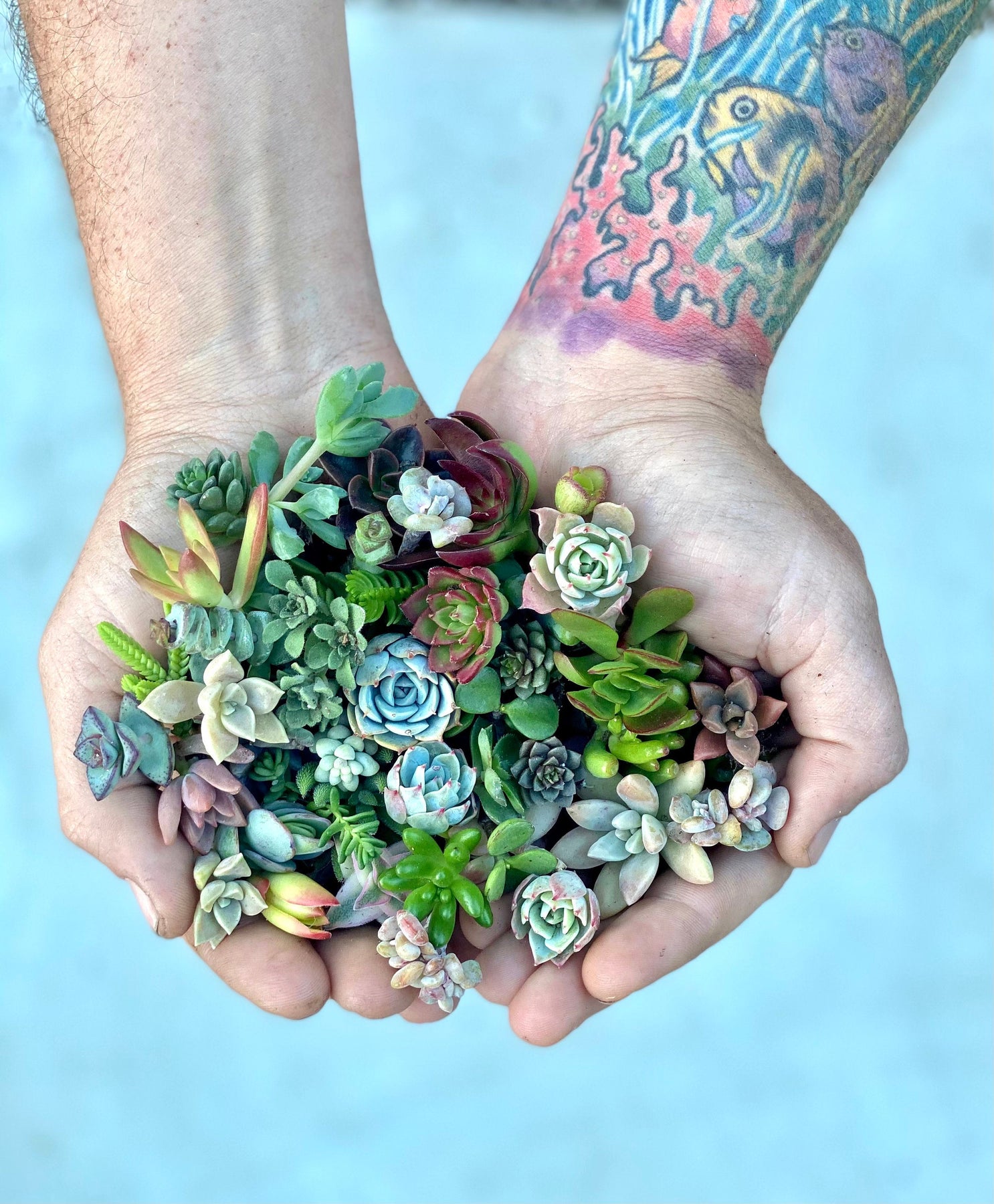 cheap succulent cuttings Mini Melody 50 Mini Succulent Cuttings