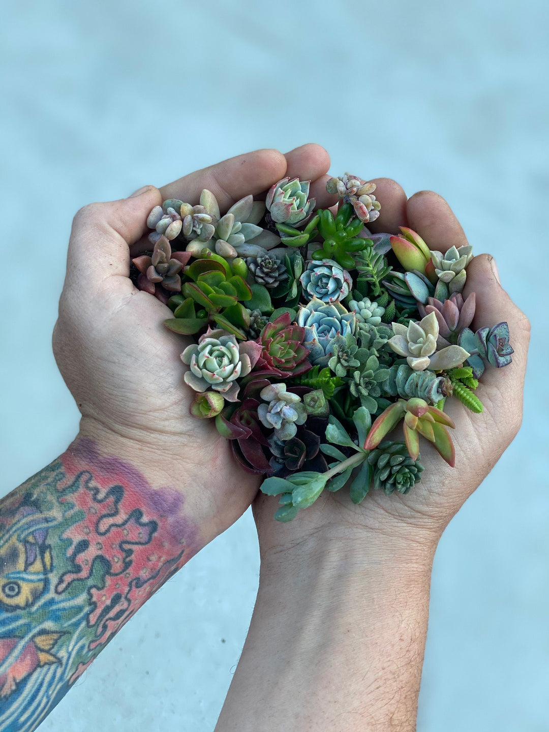 mini succulants Mini Melody 50 Mini Succulent Cuttings