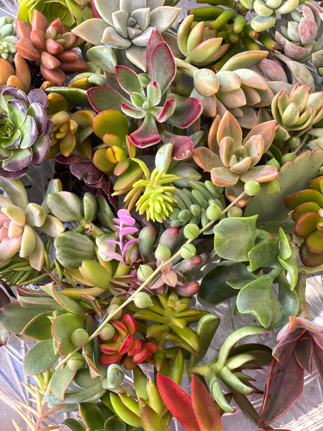 bulk succulent cuttings for sale Colorful Succulent Cuttings