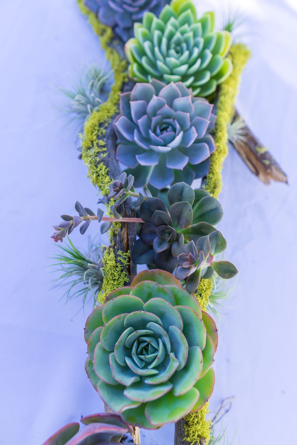 pinterest succulent arrangements Enchanted Forest Succulent Tablescape