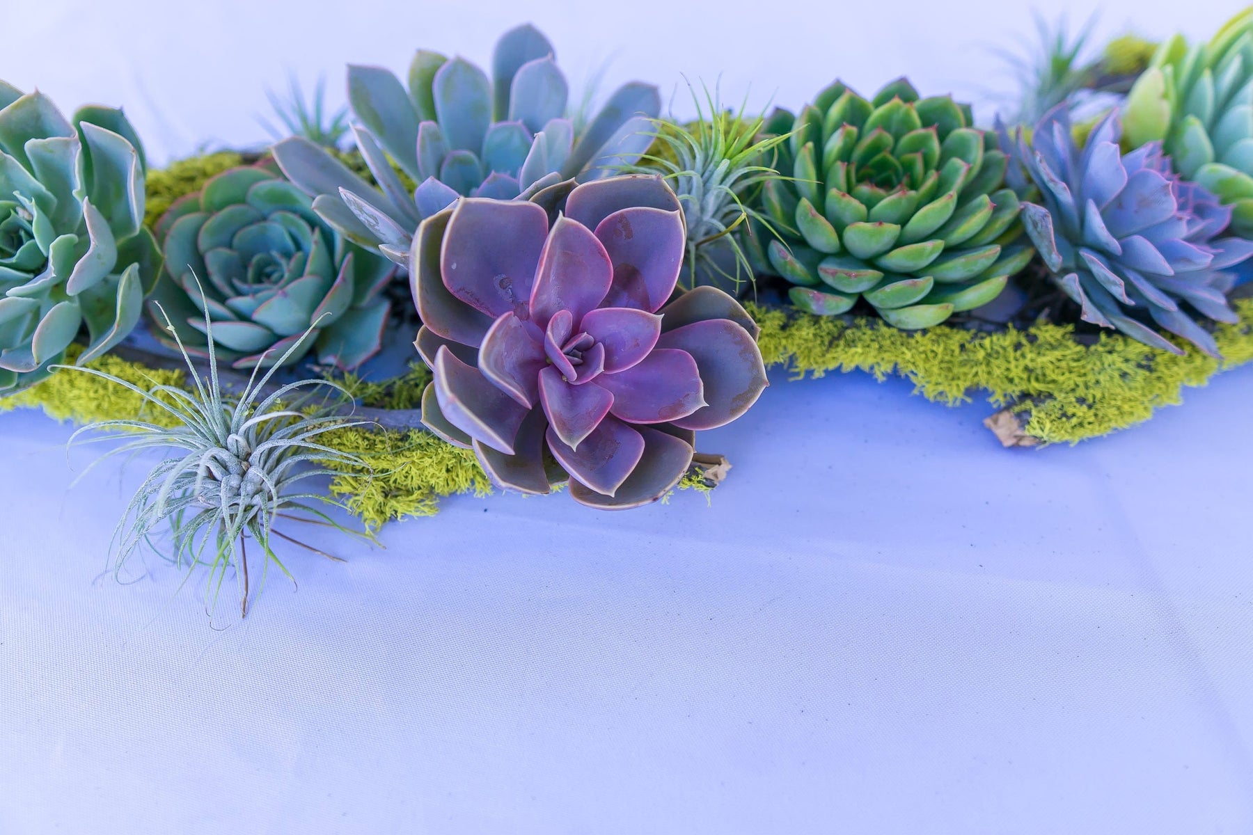 succulents arrangements pinterest Enchanted Forest Succulent Tablescape