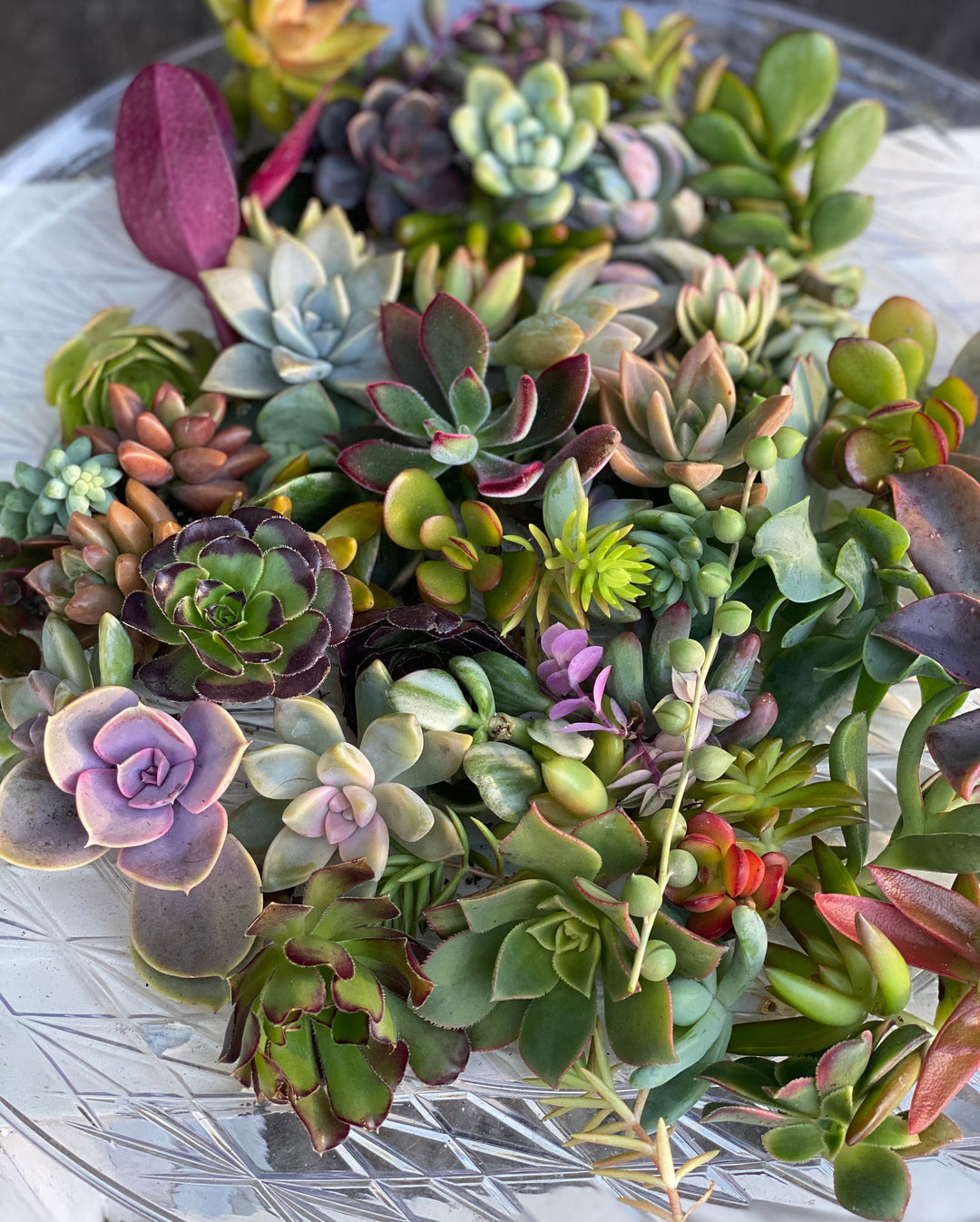 aa succulents Colorful Succulent Cuttings
