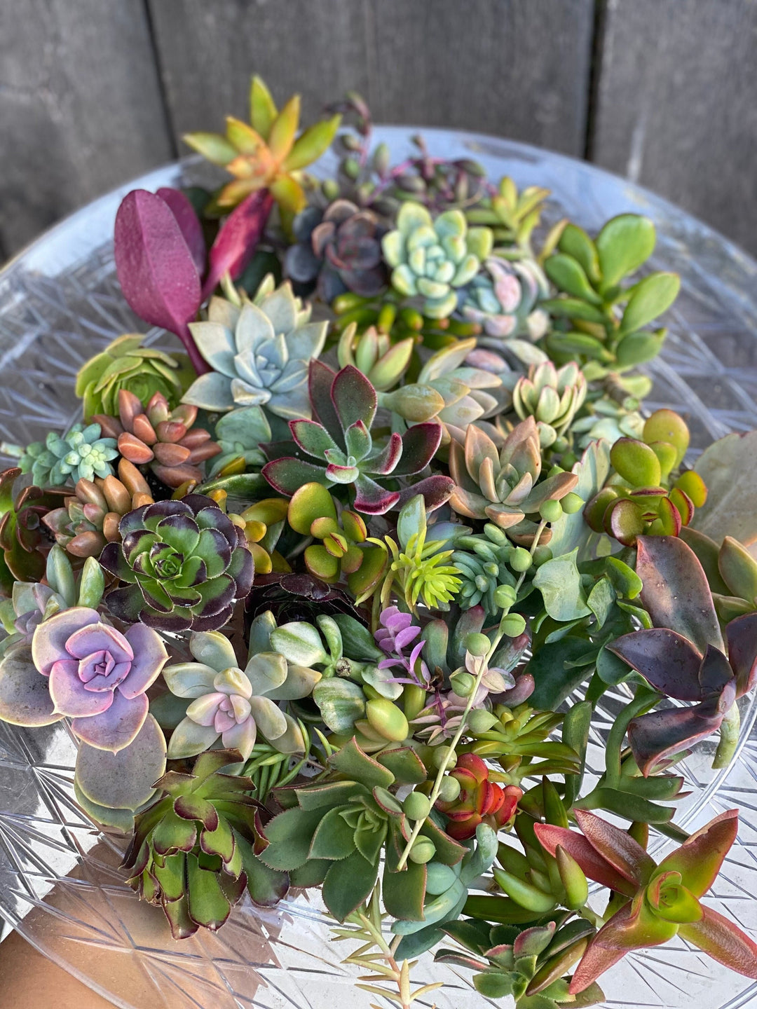 succulent clippings Colorful Succulent Cuttings