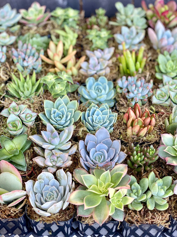 swale succulents Assorted Live Succulents Potted 2” Succulents with Moss – Surfside Succulents