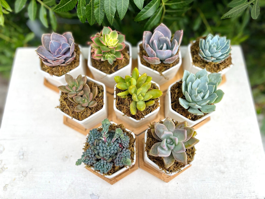 honey and gunn succulents Goody Gumdrops - Succulent Gift in Mini Hexagon Pots