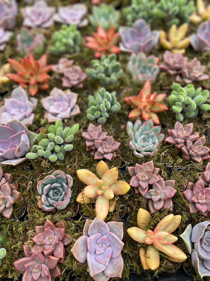 Assorted Live Succulents Potted 2” Succulents with Moss – Surfside  Succulents