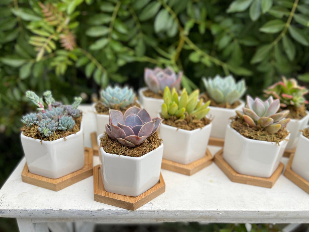 goodies plant pot Goody Gumdrops - Succulent Gift in Mini Hexagon Pots