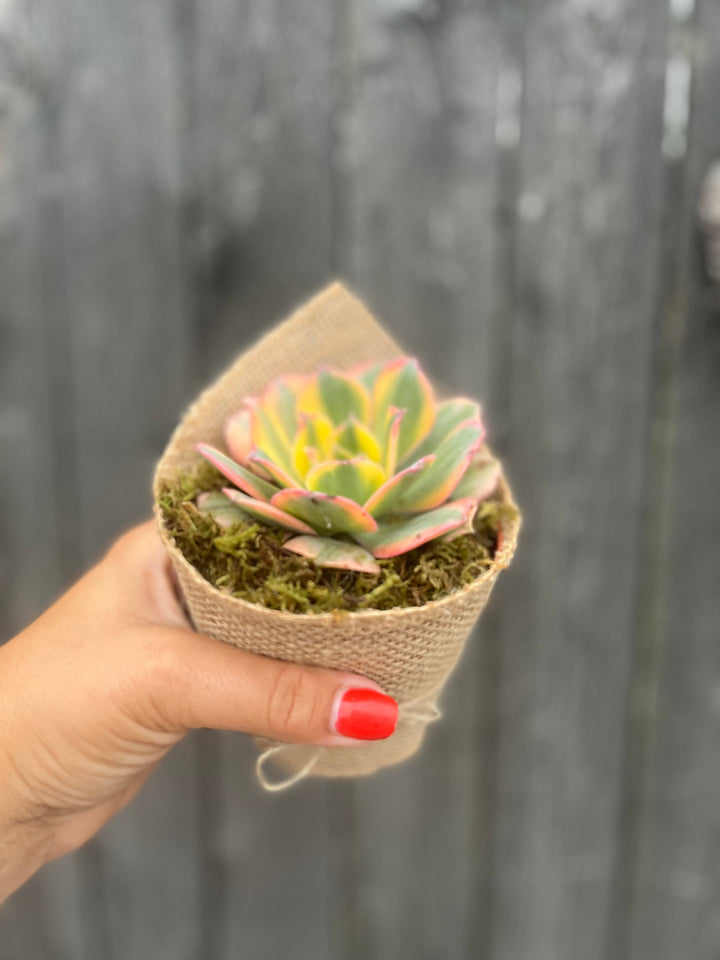 succulents wrapped in burlap Rosette Bouquette