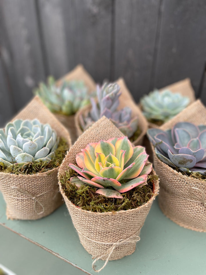 succulent burlap Rosette Bouquette