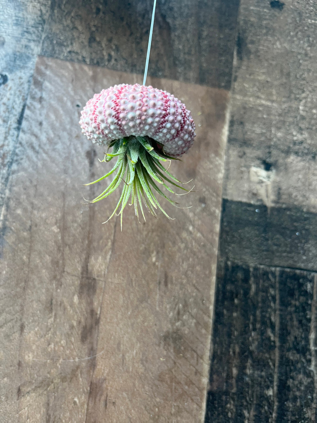 air plant in shell hanging Jellyfish Hanging Airplant Display Set of 3 Assorted