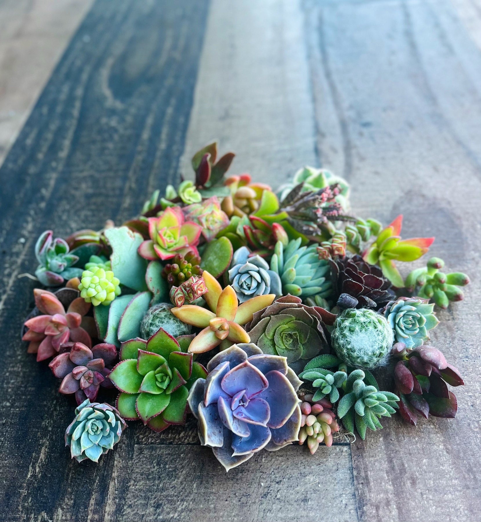 succulents clippings Colorful Succulent Cuttings