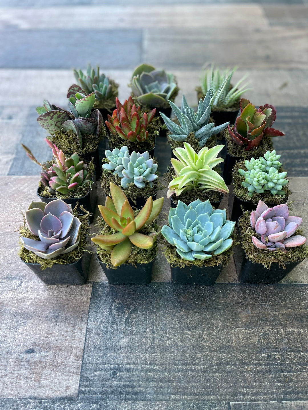 Assorted Live Succulents Potted 2” Succulents with Moss – Surfside