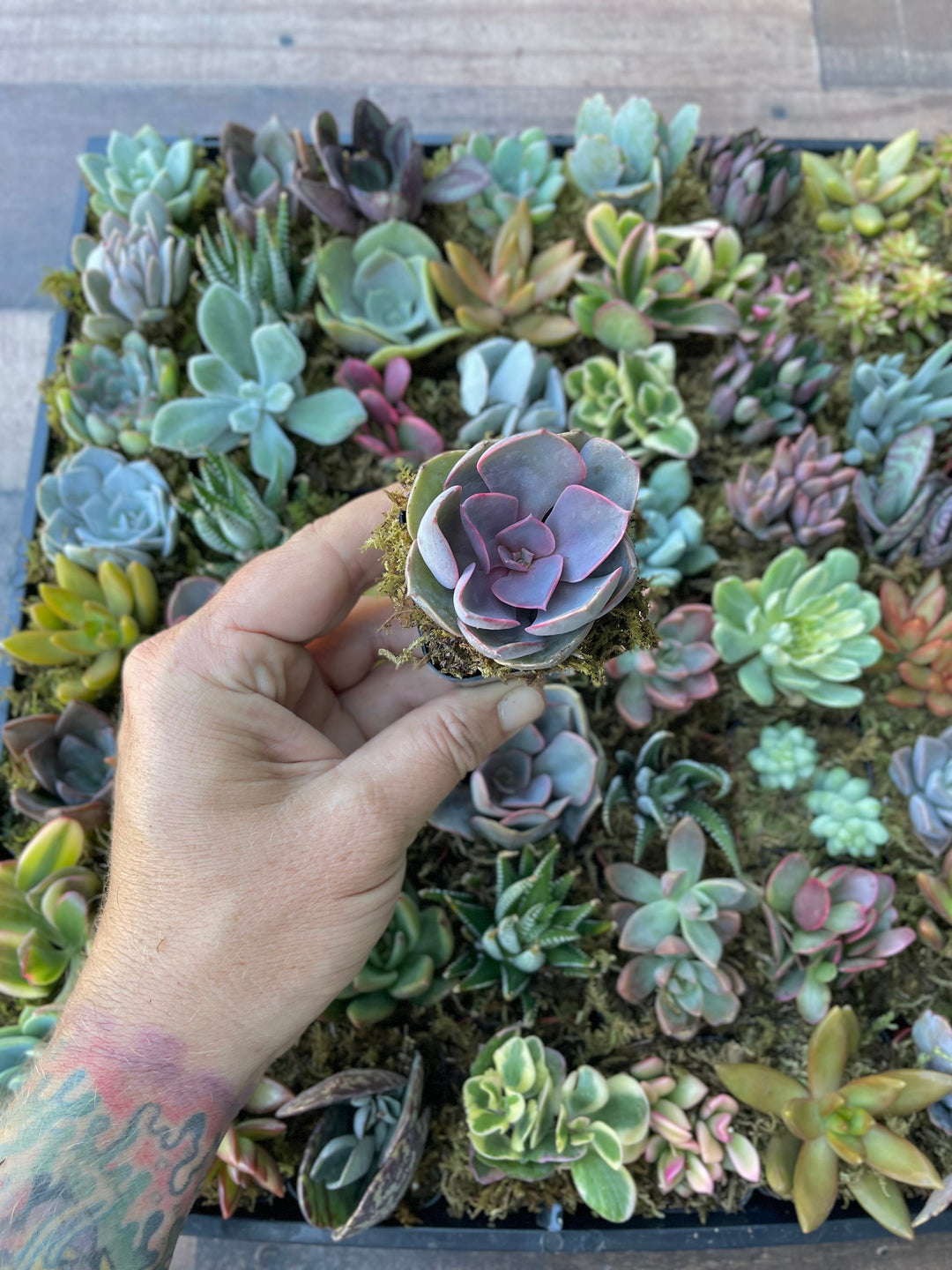 Succulents SucculentsII 2冊セット Amazon.com : Shop Succulents Mini Succulent Plant Pack
