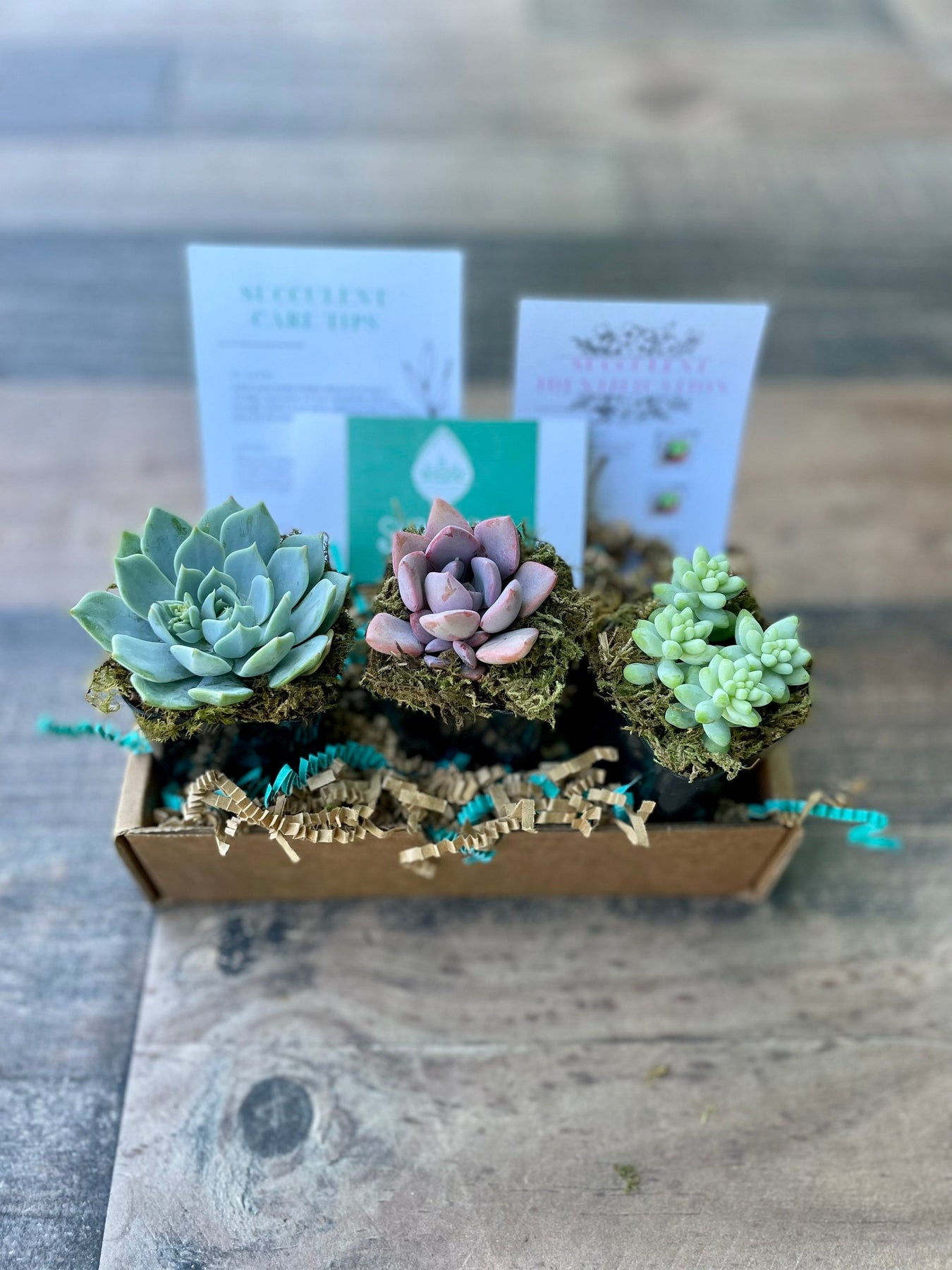 ship succulents gift 3 Months of Succulents