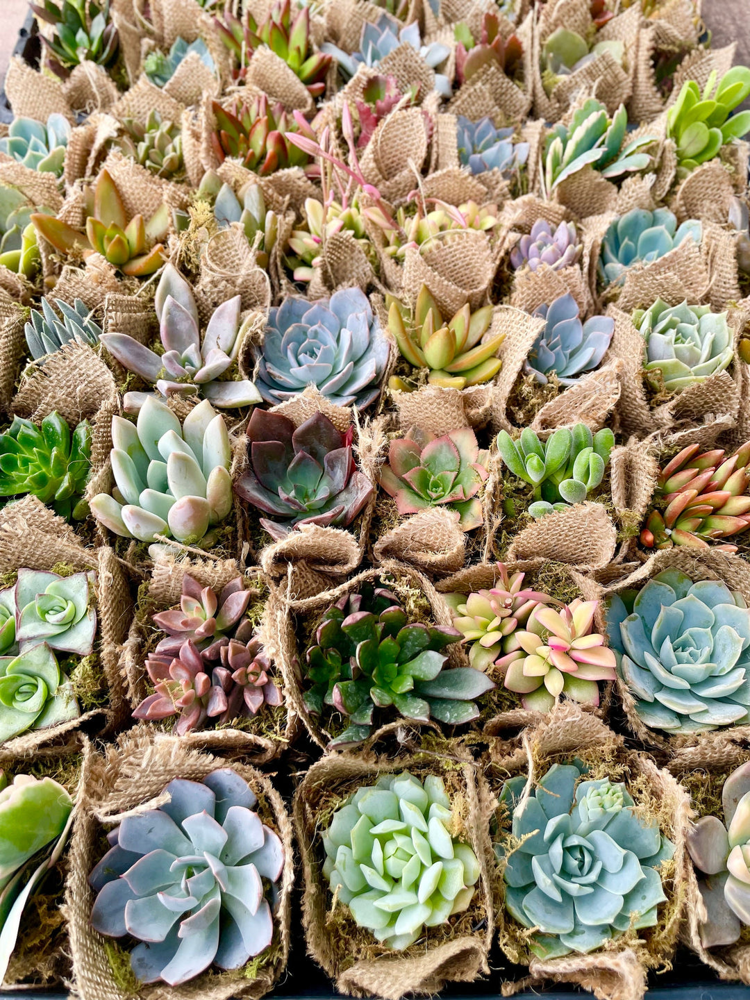Succulent Favors in Burlap- Baby Shower Favors, Wedding and Party Favors Plus Watch Me Grow