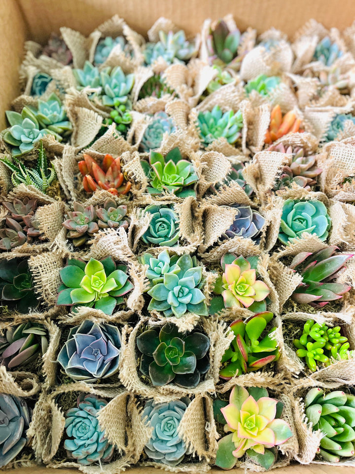 bridesmaid proposal succulent Let Love Grow