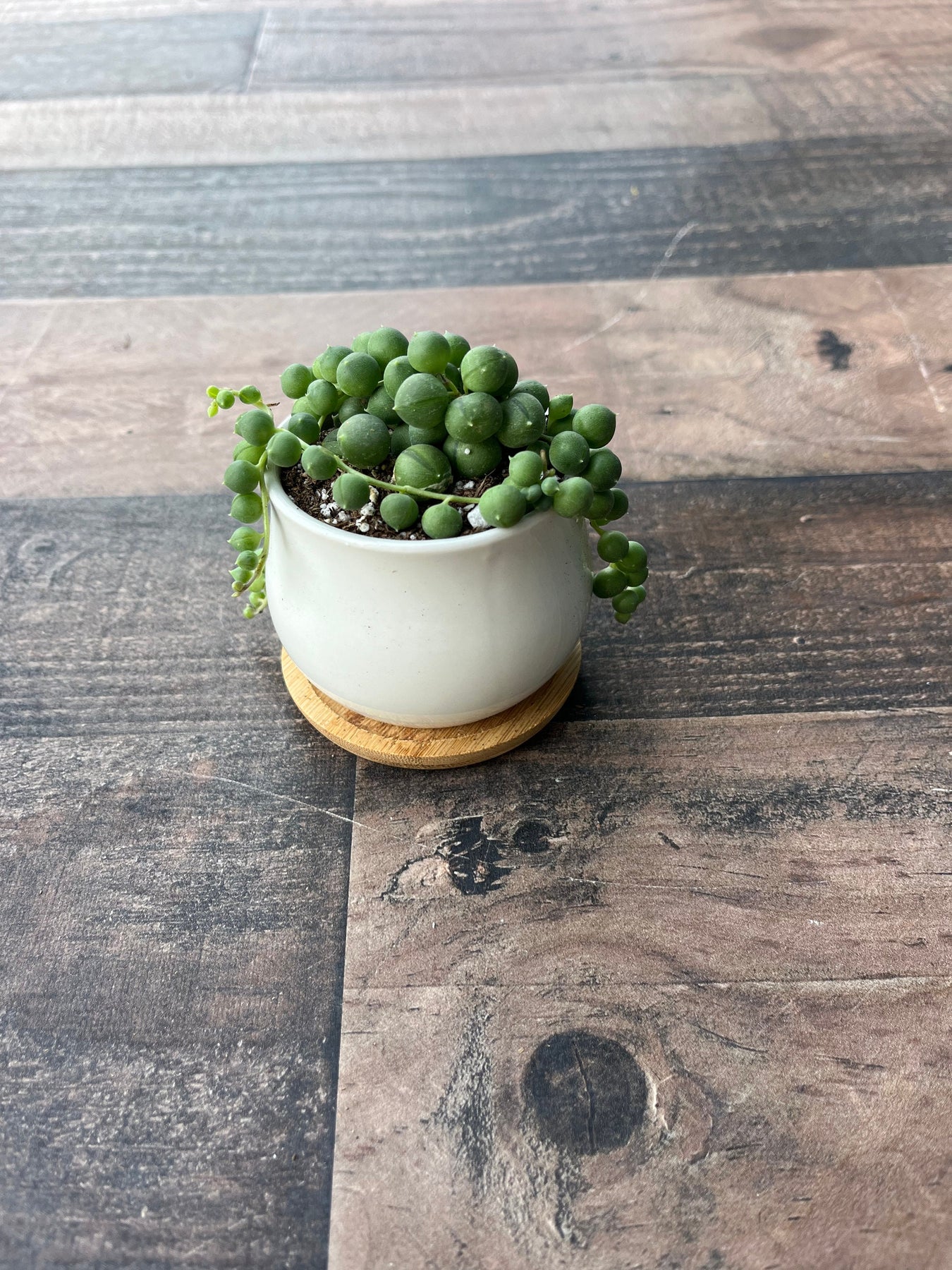 succulent plant that looks like peas Sweet Pea