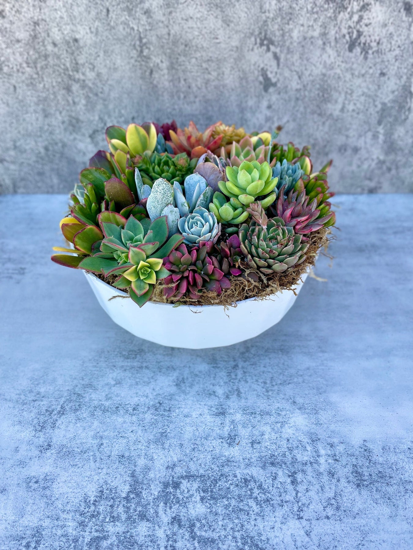 succulents for sale in california California Dreamin - Potted Succulent Garden