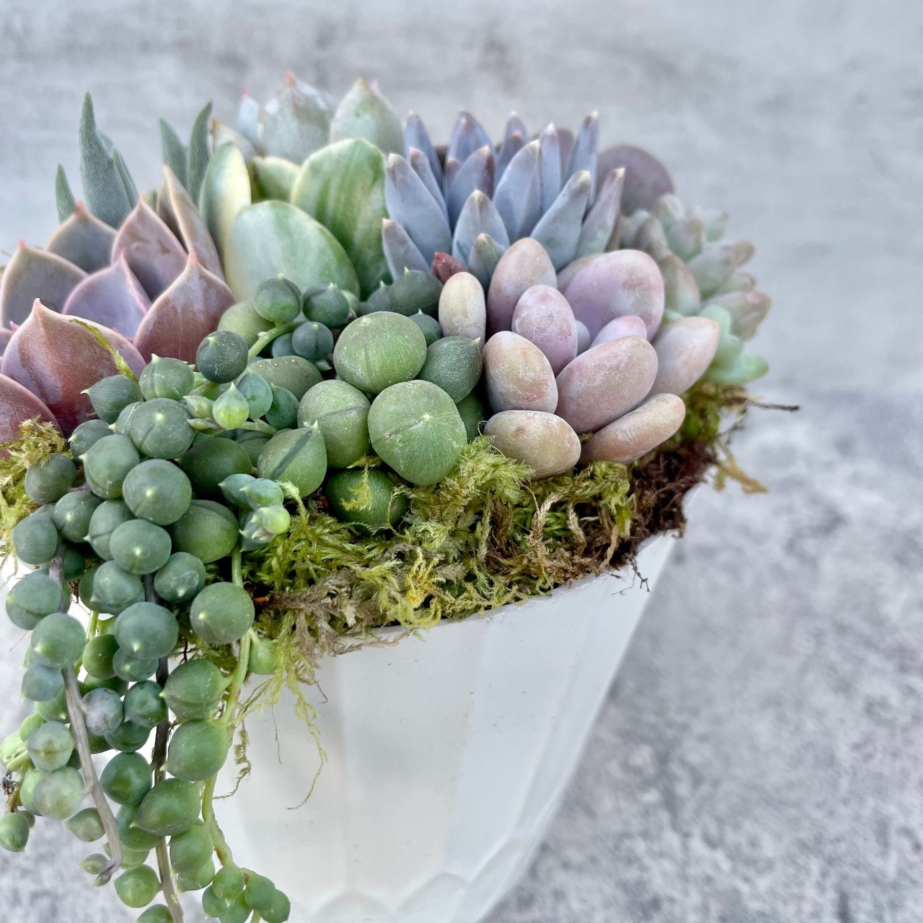 potted live succulents Surfside Serenade - 4” Potted Live Succulent Arrangement